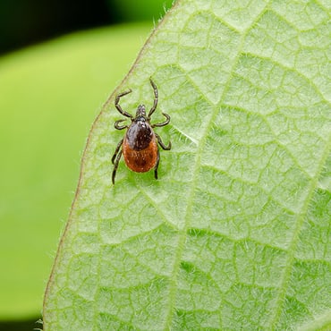 pharmaJournal 03-2026 Titelbild